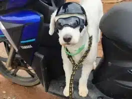 Cena inusitada: Cachorro de Óculos e Capacete em rodovia do DF numa scooter