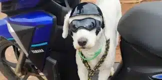 Cena inusitada: Cachorro de Óculos e Capacete em rodovia do DF numa scooter